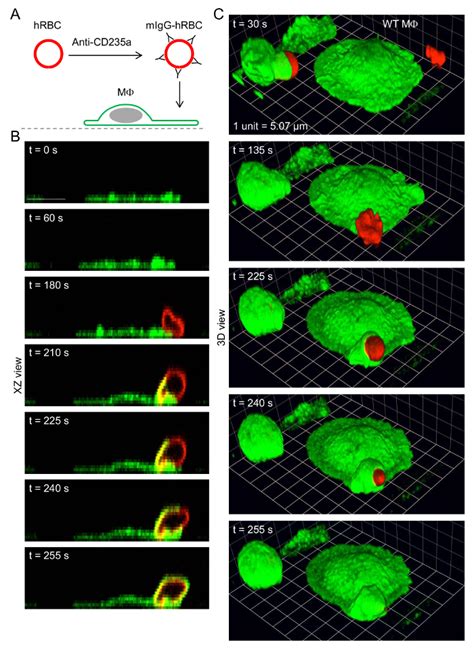 Time Lapse 3d Imaging Of Phagocytosis By Mouse Macrophages Scientific Article Protocol Jove