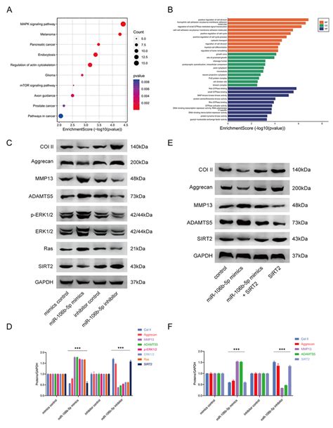 The Modulation Of Mir 106b 5p On The Sirt2 Mapk Erk Signaling Pathway Download Scientific