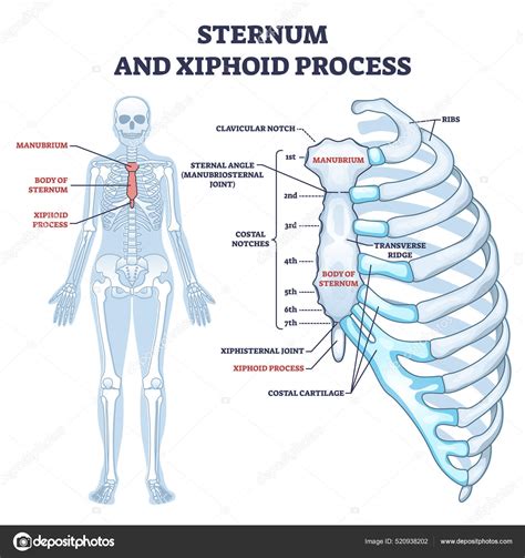 Sternum and xiphoid process with breastbone bone structure outline diagram Stock Illustration by ...