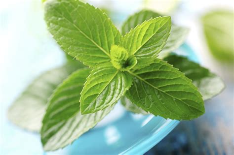 Health Benefits Of Mint