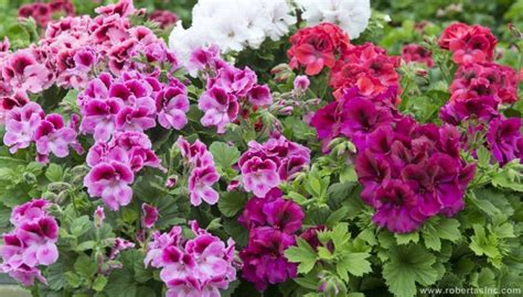 Candy Series Geraniums Geraniums Flower Landscape Candy Flowers