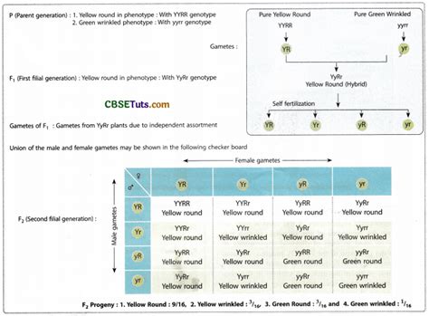 Mendelian Laws Of Inheritance Monohybrid And Dihybrid Inheritance Cbse Tuts