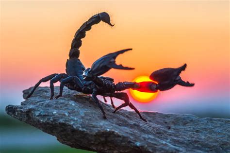 Emperor Scorpion Care A Beginners Guide