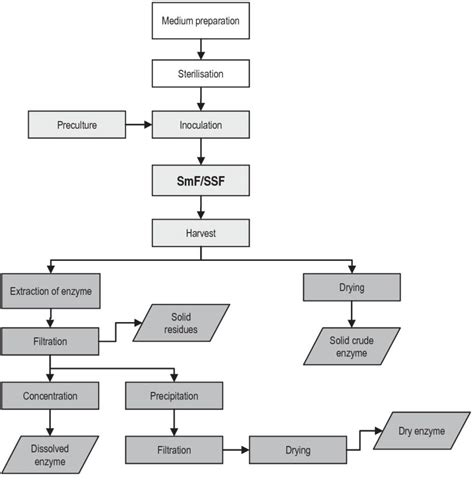 Enzyme Downstream Process Development CD Biosynsis