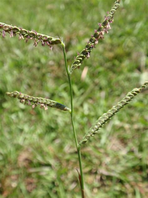 Paspalum Plicatulum Alchetron The Free Social Encyclopedia