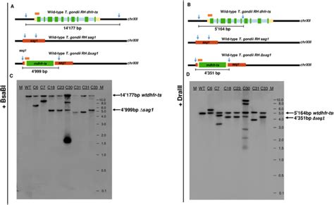 Selectable markers | PLOS ONE