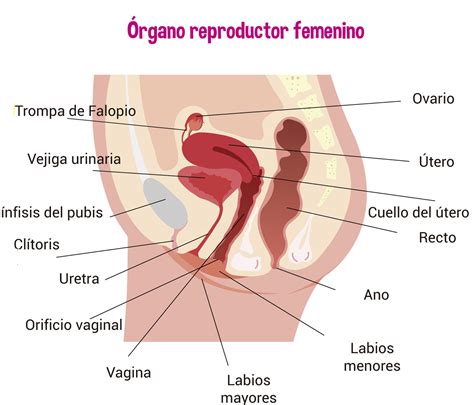 Aparato Reproductor Femenino Interno Y Sus Partes Xxx Porn Videos