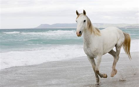 Papel De Parede Mar Areia Escapar égua Juba Cavalo Como