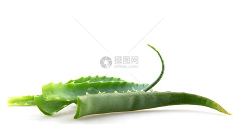 芦荟叶愈合沙漠白色植物学树叶脊柱肉质宏观治愈叶子高清图片下载 正版图片321525770 摄图网