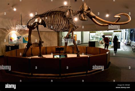 Mar 09 2011 Los Angeles California Usa A Columbian Mammoth