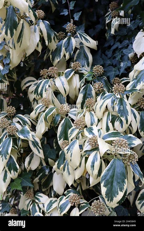 Hedera Colchica ‘dentata Variegata Persian Ivy Dentata Variegata