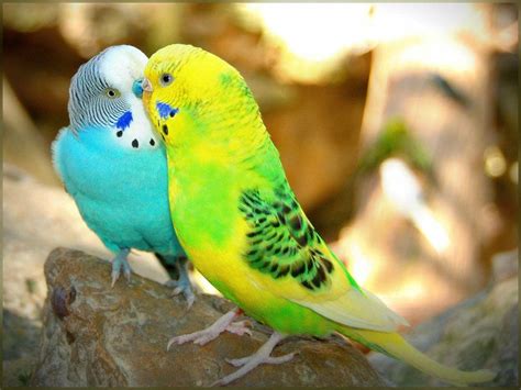 Beautiful Love Birds Wallpapers Wallpaper Cave