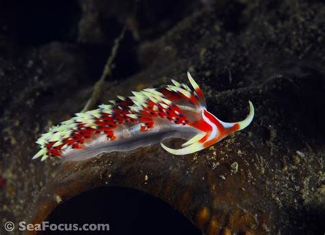 Nudibranchs image gallery