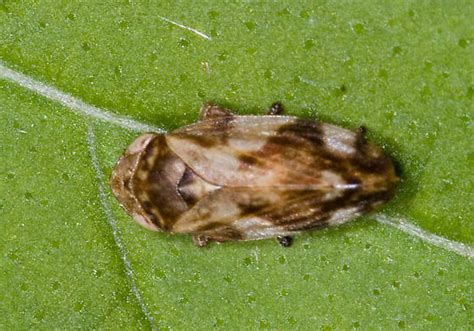 Spittlebug On A Leaf Philaenus Spumarius Bugguide Net