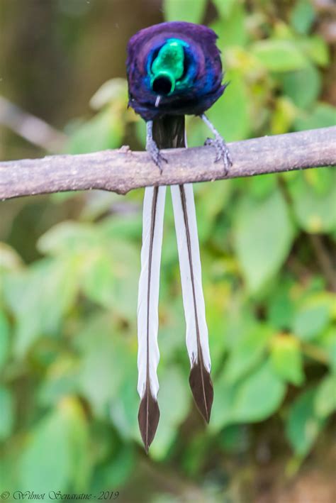 Ribbon Tailed Astrapia Astrapia Mayeri Ribbon Tailed Ast Flickr