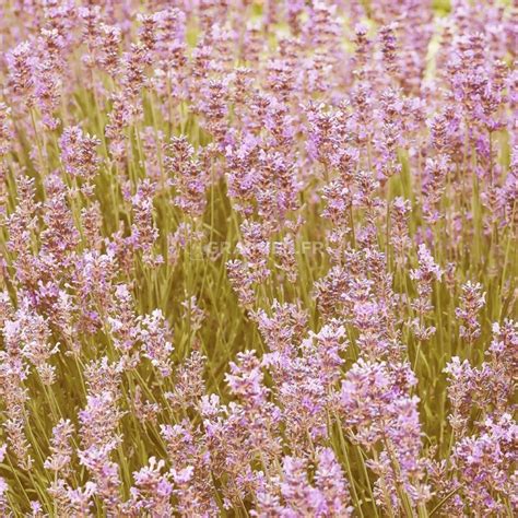 Graines Seeds Lavande Vraie Rosea Lavandula Angustifolia Rosea