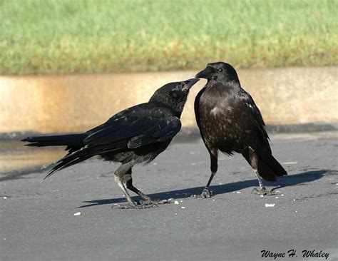 Crow vs. Raven - Wild About Utah