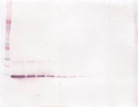 Invitrogen Il Polyclonal Antibody Peprotech Invitrogen G