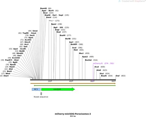 Addgene Mcherry Minisog Peroxisomes Sequences