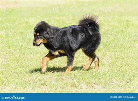 tibetan mastiff stock image image  domestic bred