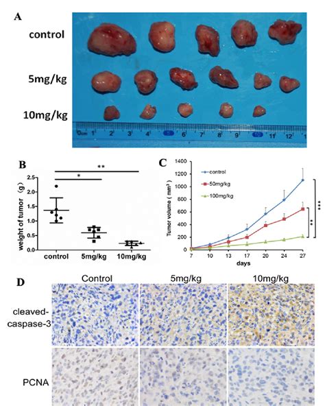 Oridonin Inhibits Tumor Growth In Glioma In Vivo A On Day Tumor