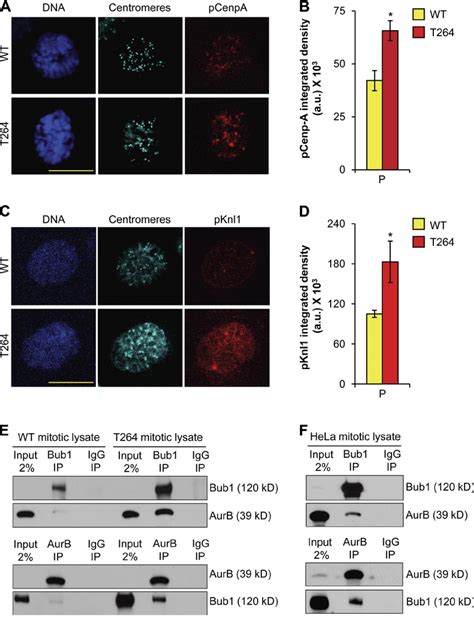 Aurora B Activity Is Increased In Bub Overexpressing Cells A