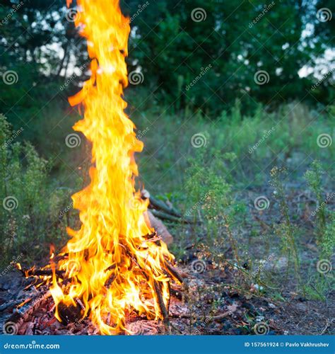 Bonfire In The Forest Stock Photo Image Of Fire Dusk 157561924