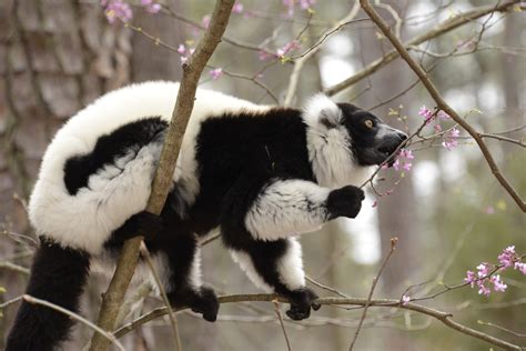 Black and White Ruffed Lemur - Duke Lemur Center