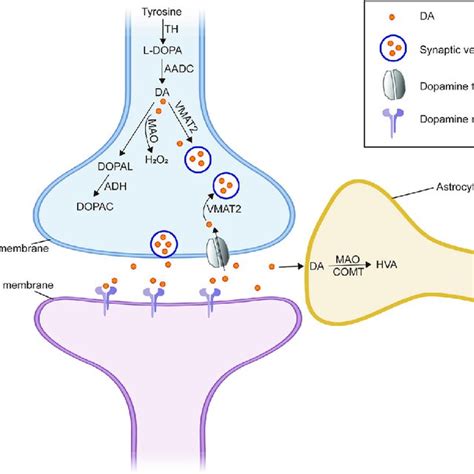 Da Metabolism In Dopaminergic Neurons In Addition To The Uptake Of Da