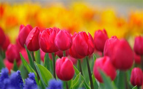 Red tulips, yellow flowers, hyacinths, spring nature wallpaper | flowers | Wallpaper Better