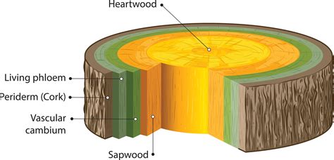 Vascular Cambium Wood