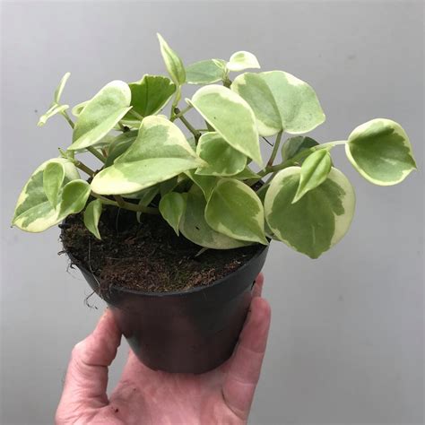 Peperomia Scandens Variegata Special Plants Nelumbogarden