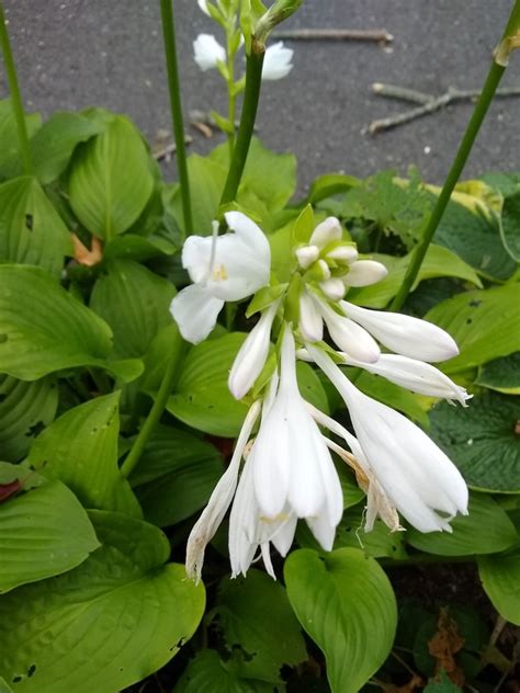 August Lilies