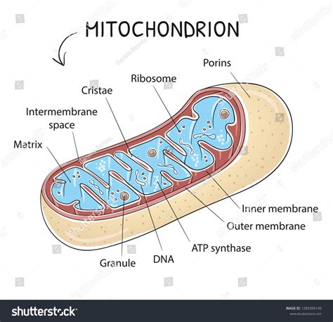 27 Mitochondria Drawing Sketch Images, Stock Photos, 3D objects ...