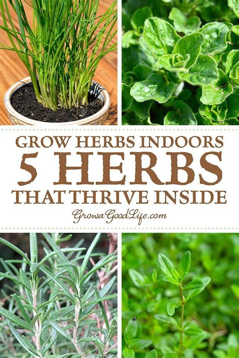 Grow Herbs Indoors 5 Herbs That Thrive Inside Diy Herb Garden Growing Herbs Indoors Home