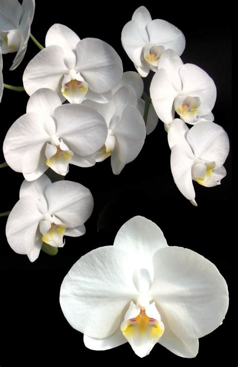 Phal Amabilis Inner Variegated Орхидеи