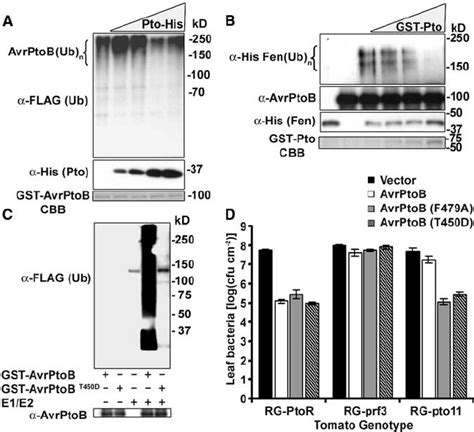 Phosphorylation Of Avrptob By Pto Inhibits Its E3 Ligase Activity A Download Scientific