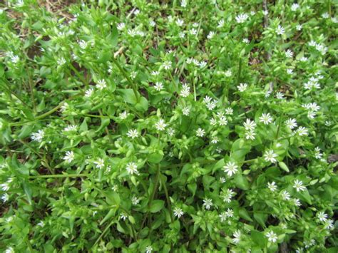 Stellaria Media Common Chickweed The Belmont Rooster