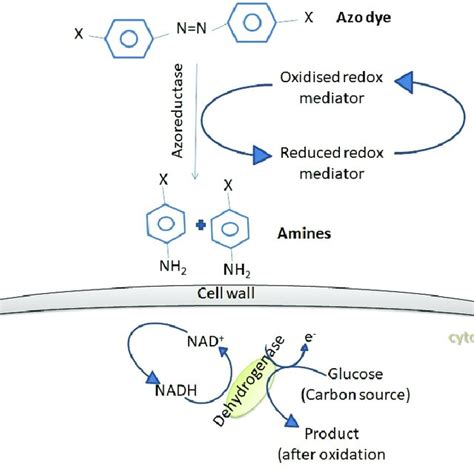 Azo Dye Degradation By Fungi Fungi Produces Enzymes Such As