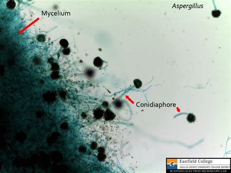 Scanning Electron Microscope Blog April