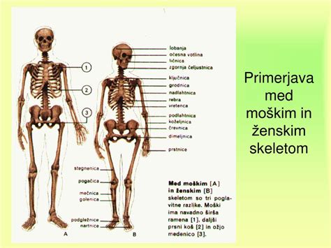 Ppt Kosti Powerpoint Presentation Free Download Id586153