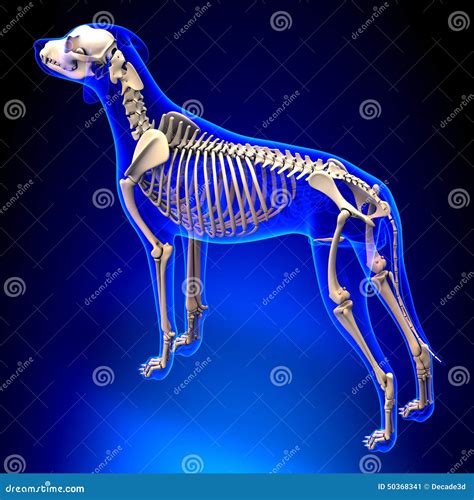 Esqueleto Do C O Canis Lupus Familiaris Anatomy Opini O De