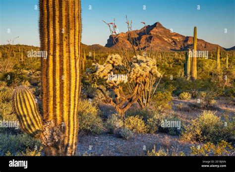 Saguaro And Teddy Bear Cholla Cacti Pinkley Peak In Distance North