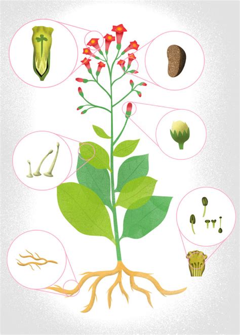 Anatomical Structures Of Nicotiana Tabacum Download Scientific Diagram