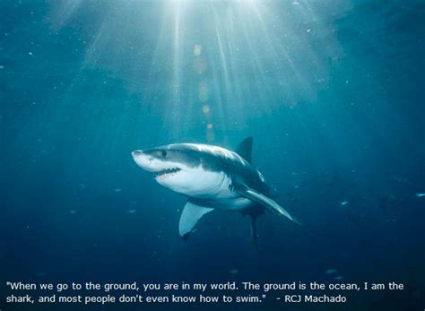 Shark Inspirational Quotes Quotesgram