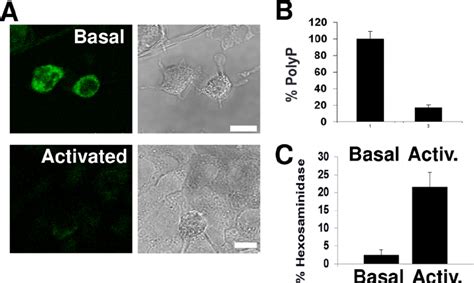 Decrease In Intracellular Polyp After Mast Cell Activation Rbl H