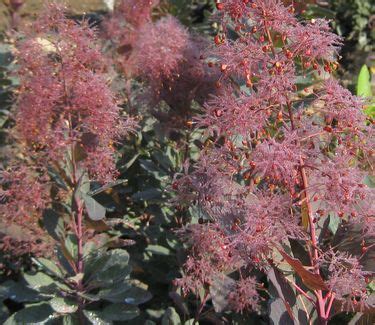 Cotinus X Grace Smokebush From Pleasant Run Nursery