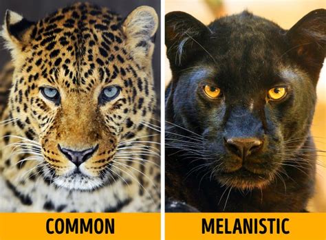 Melanistic Animals