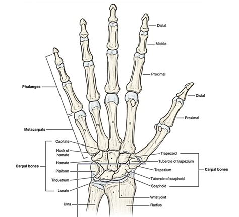 Capitate Bone Structure And Functions Earths Lab