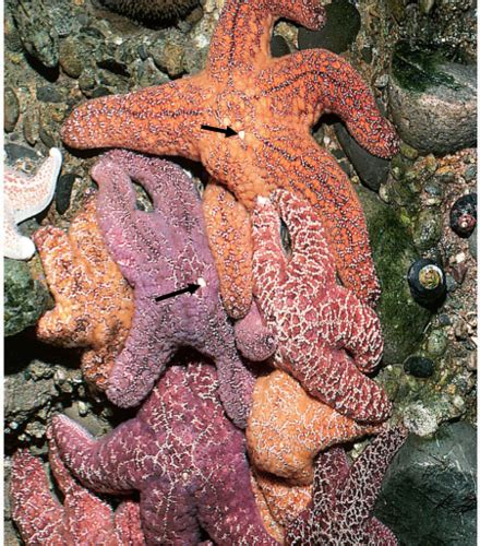 Gæt Et Echinodermata Flashcards Quizlet